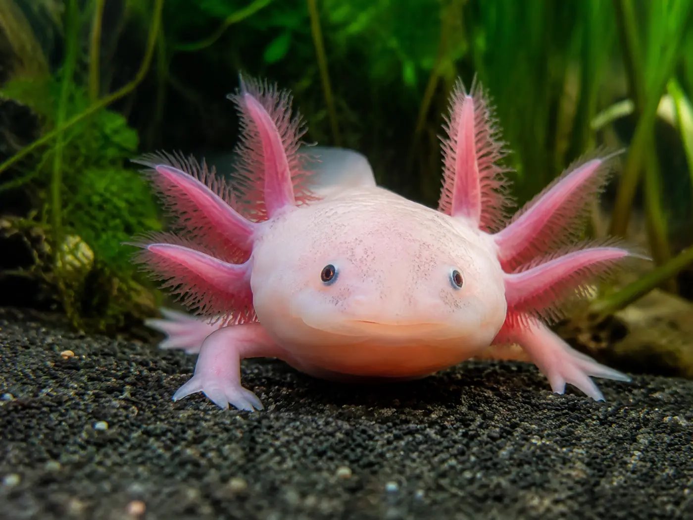 An illustration of Ambystoma mexicanum, the axolotl, showing the feathered external gills it keeps into adulthood. Not a photograph taken in the Xochimilco canals
